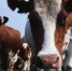 48 семей стали участниками акции «Россия санкций не боится» - ТРК Елец