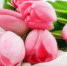 Цветы - Allelets.Ru