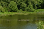 р. Быстрая Сосна