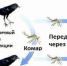 ЛИХОРАДКА ЗАПАДНОГО НИЛА - Елецкая ГДБ