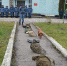 В исправительной колонии №4 прошли учебно-методические сборы специалистов-кинологов УИС Липецкой области - Allelets.Ru