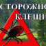 О начале сезона активности клещей и мерах по предупреждению инфекций, передающихся иксодовыми клещами - Елецкая ГДБ