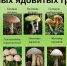 griby-tverskoj-oblasti-201912.jpg - Елецкая ГДБ