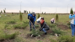 Субботник – посадка деревьев