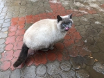 Чья кошечка?
