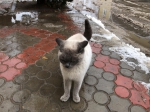 Чья кошечка?