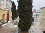 Чья кошечка?