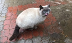Чья кошечка?