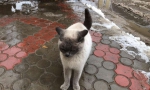 Чья кошечка?