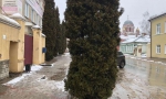 Чья кошечка?