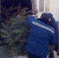 НОВОГОДНИЕ СОСНЫ — ПОДАРОК ЛЕСНИКОВ МЕДИКАМ РЕГИОНА - Газета В краю родном