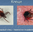 0012-012-Kleschi.jpg - Елецкая ГДБ
