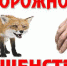 Осторожно, бешенство! - Елецкая ГДБ