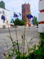 Аквилегия