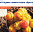 Как выбрать качественные и вкусные абрикосы? - Елецкая ГДБ
