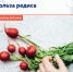 Польза редиса - Елецкая ГДБ