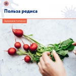Польза редиса