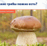 Какие грибы можно есть? - Елецкая ГДБ