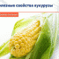 Полезные свойства кукурузы - Елецкая ГДБ