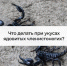 Что делать при укусах ядовитых членистоногих? - Елецкая ГДБ