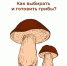 Как выбирать и готовить грибы? - Елецкая ГДБ