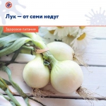 Лук - от семи недуг