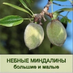Небные миндалины
