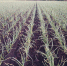 В регионе фермеры выращивают чеснок в промышленных масштабах - Газета В краю родном
