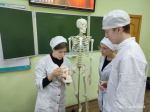 На занятиях по дисциплине “Анатомия и физиология человека” студенты группы С/д-24 закрепляют изученный материал по теме “Скелет головы – череп. Соединение костей”