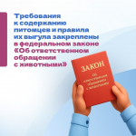 Правила выгула питомцев: информация для владельцев собак