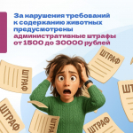 Правила выгула питомцев: информация для владельцев собак